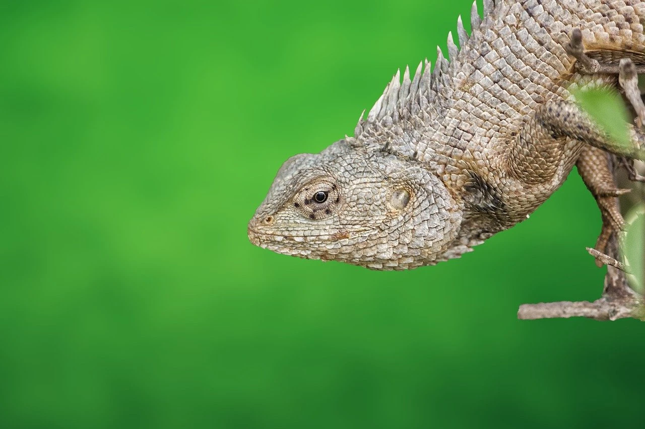 Unraveling the Dynamics of Solana's NFT Ecosystem